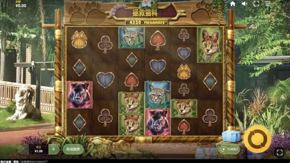 OD体育 | 拯救猫科